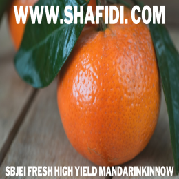 FRESH HIGH YIELD MANDARINKINNOW